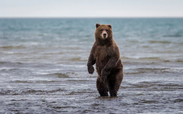A brown bear stands in shallow water, its reflection visible on the surface, with a serene ocean backdrop. This image serves as a striking HD desktop wallpaper.