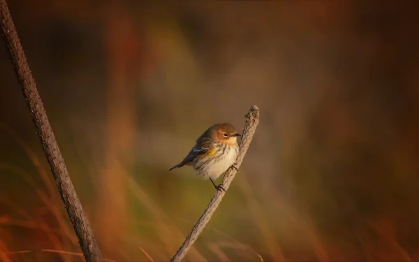 branch bird Animal warbler HD Desktop Wallpaper | Background Image
