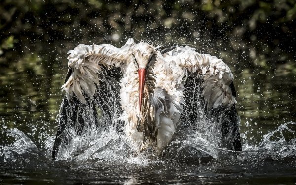 Animal White stork Birds Storks Stork Water Bird HD Wallpaper | Background Image