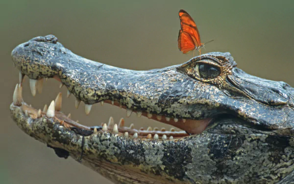 HD PC desktop wallpaper of a close-up crocodile head with an orange butterfly perched on its snout against a soft green background.