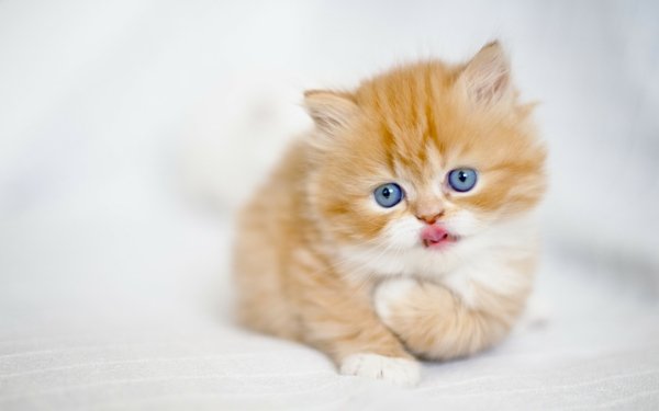 Animal Cat Cats Kitten Fluffy Cute HD Wallpaper | Background Image