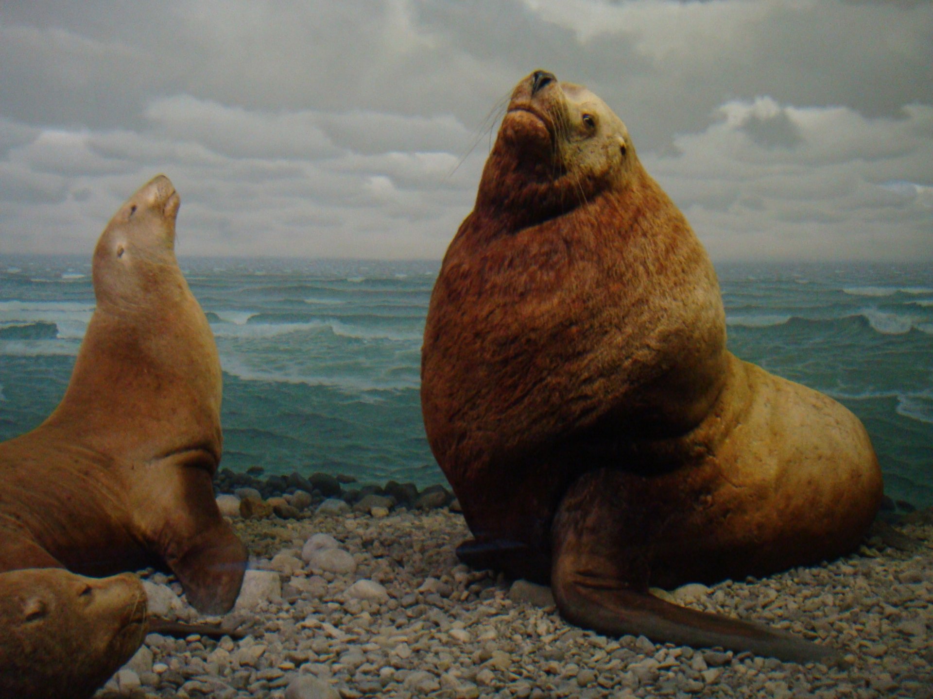 Download Animal Sea Lion HD Wallpaper