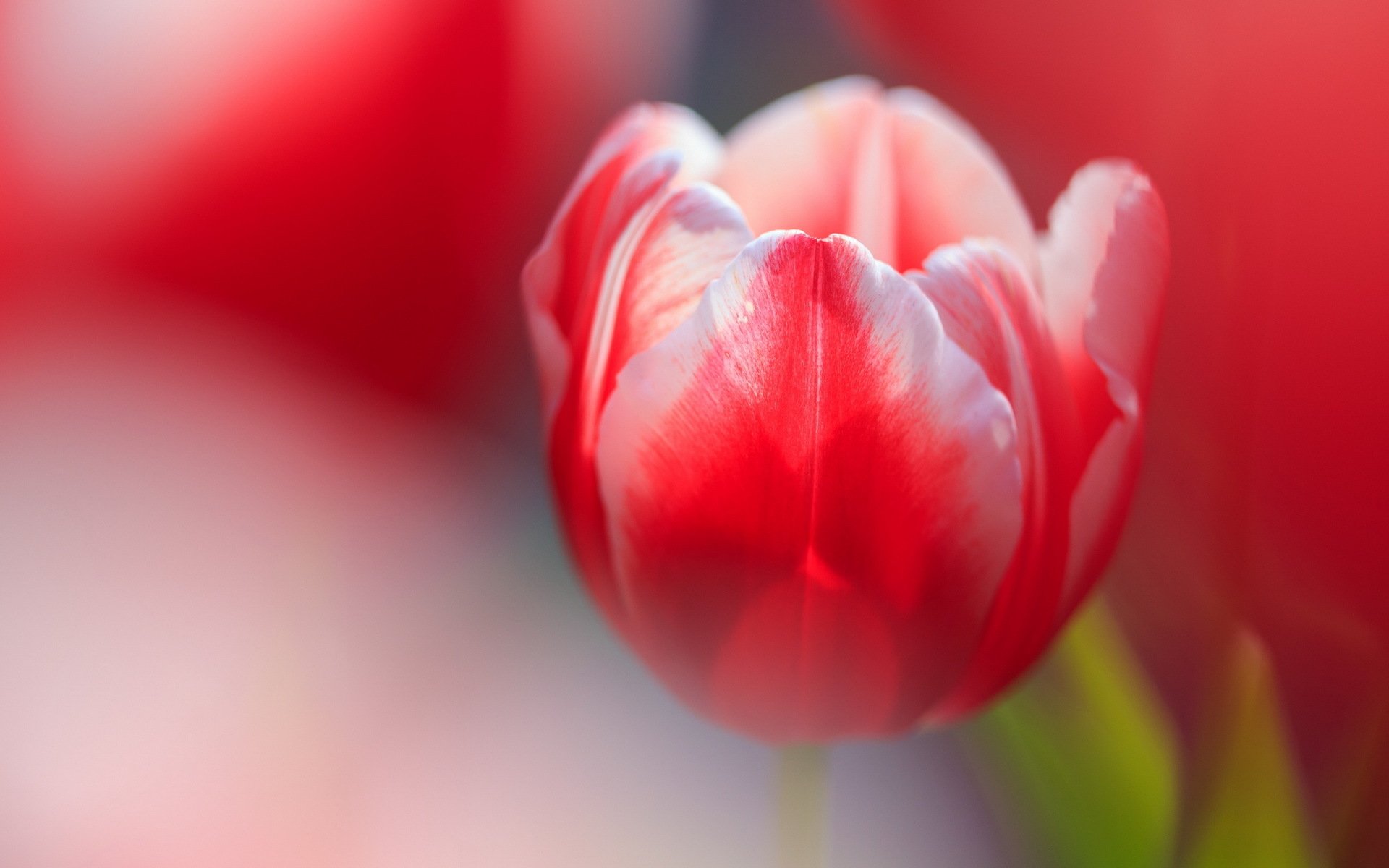 Download Nature Blur Close-up Red Flower Flower Tulip HD Wallpaper