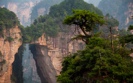 Lush trees and towering sandstone pillars in Zhangjiajie National Forest Park, China, creating a stunning mountain landscape in this HD desktop wallpaper.