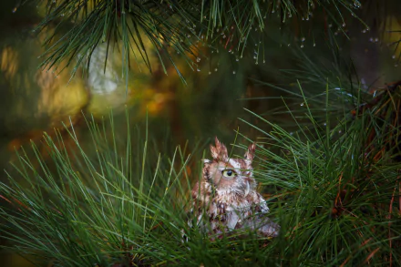 HD PC desktop wallpaper/background: a small owl (bird, animal) nestled in pine needles with soft bokeh lights, a nature close-up for a serene desktop scene.