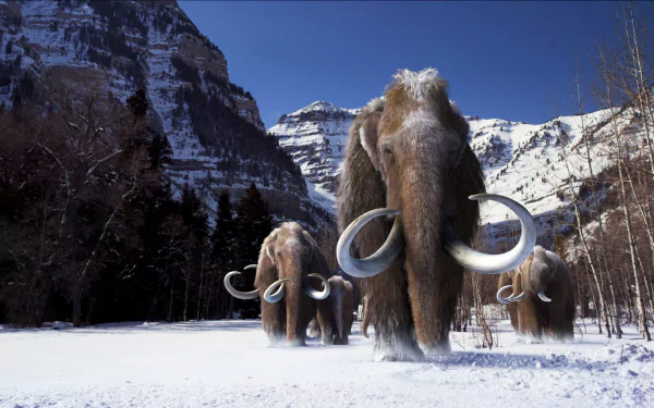 HD PC desktop wallpaper of mammoth animals: a herd of woolly mammoths crossing a snowy mountain valley beneath a clear blue sky.