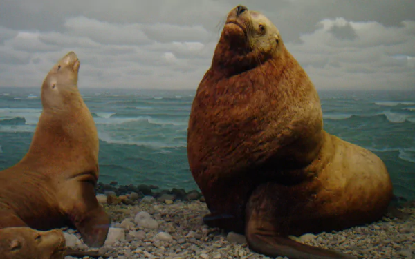 HD desktop wallpaper featuring two sea lions resting on a rocky shore with a cloudy sky and ocean waves in the background.