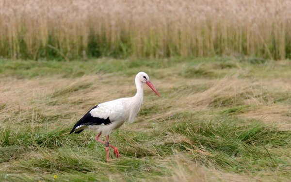 Animal White stork Birds Storks Stork Bird Grass HD Wallpaper | Background Image