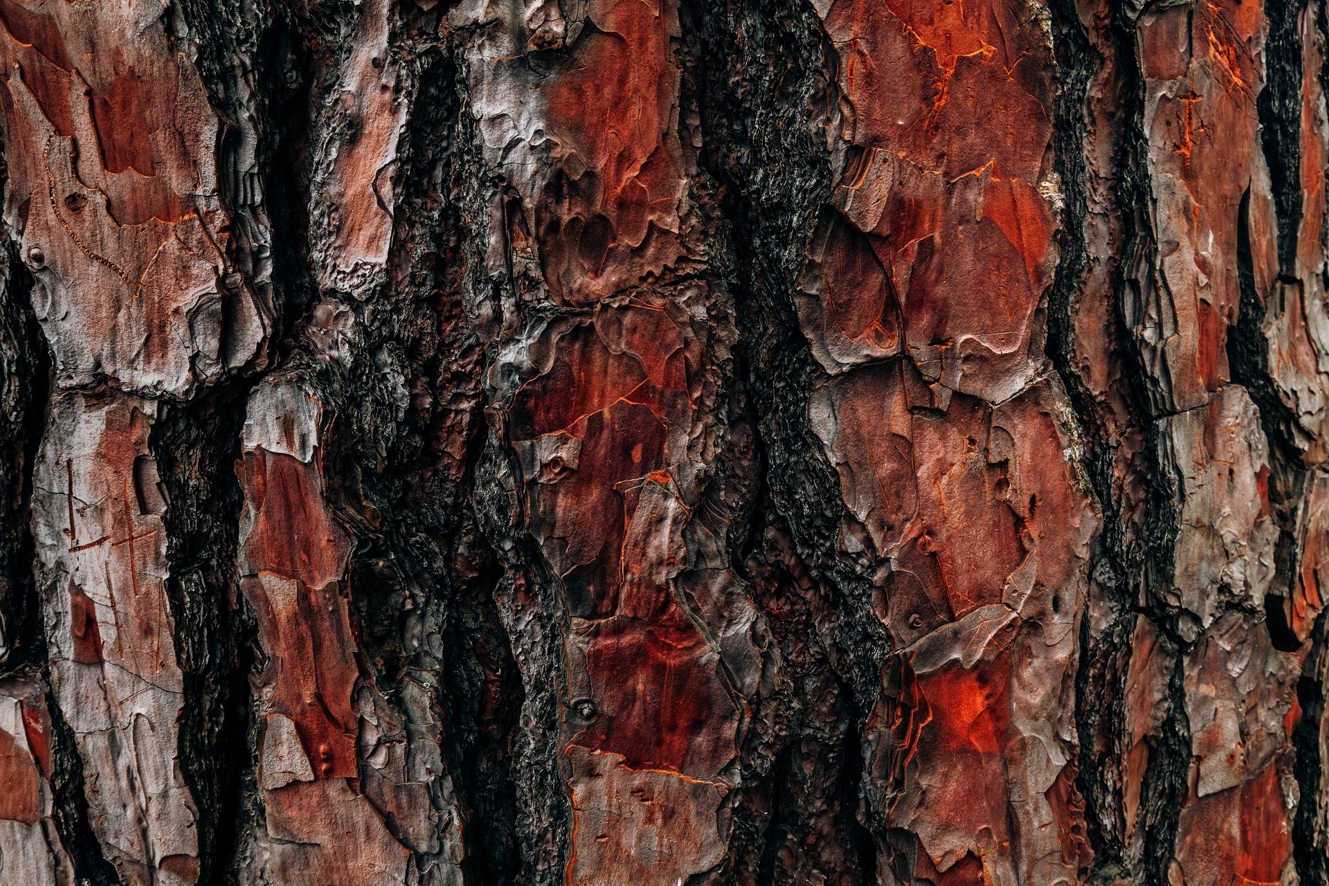 Wallpaper dark texture tree bark  Tree bark wallpaper Dark tree Tree bark