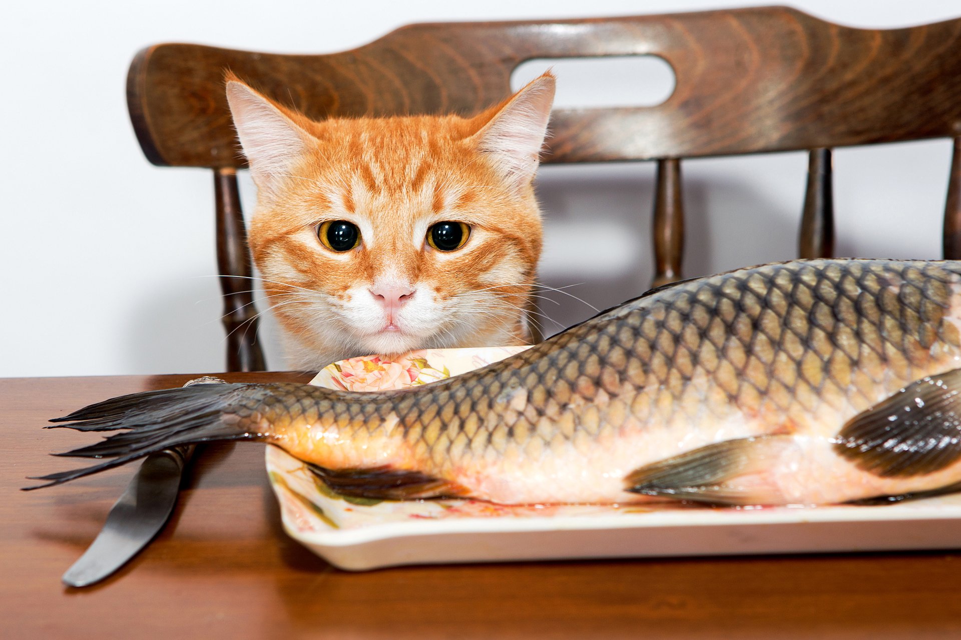 HD desktop wallpaper of an orange cat intently watching a large fish on a plate, set against a wooden chair in the background.