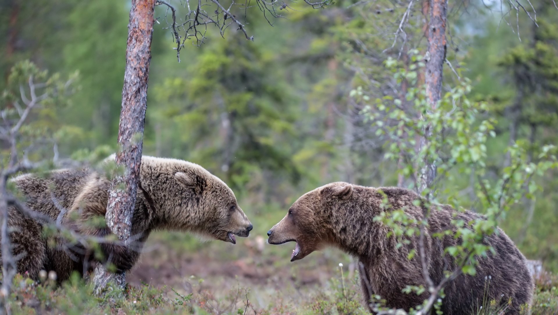 live desktop backgrounds bear live desktop backgrounds bear