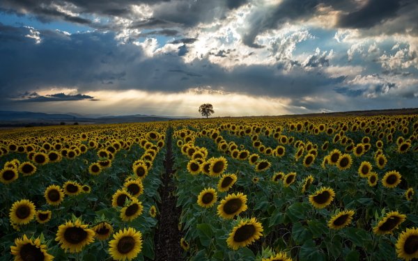 Nature Sunflower Flowers Flower Yellow Flower Field Horizon HD Wallpaper | Background Image