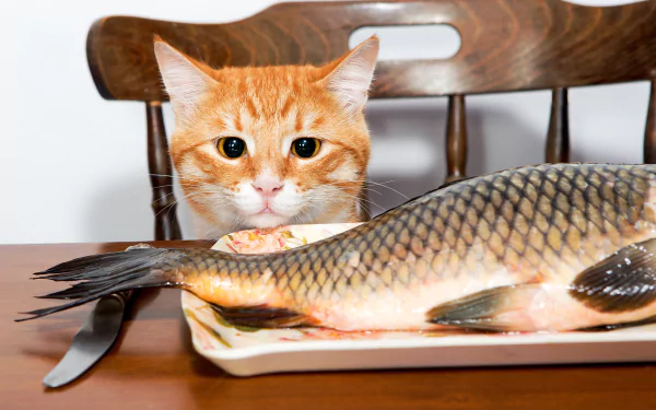 HD desktop wallpaper of an orange cat intently watching a large fish on a plate, set against a wooden chair in the background.