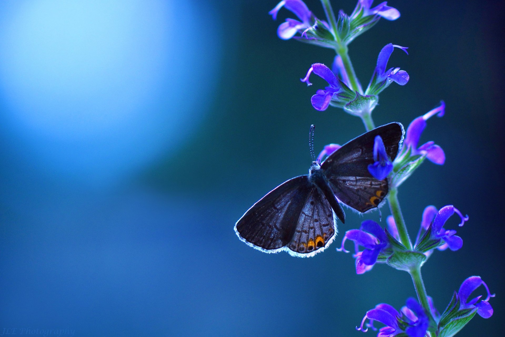 Download Blur Nature Flower Purple Flower Insect Animal Butterfly HD Wallpaper by Jacob Edmiston