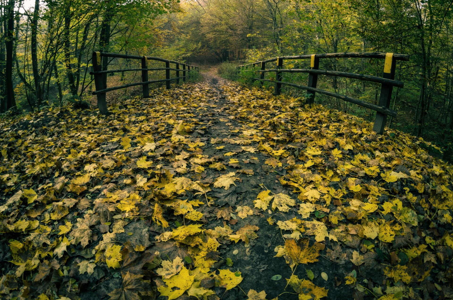 Download Leaf Fall Man Made Path HD Wallpaper