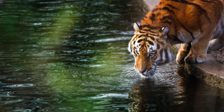 A tiger drinking water from a calm river, captured in high definition. The lush green surroundings enhance the majestic presence of the tiger. HD desktop wallpaper and background.