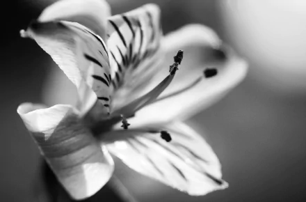 macro Black & White flower nature lily HD Desktop Wallpaper | Background Image