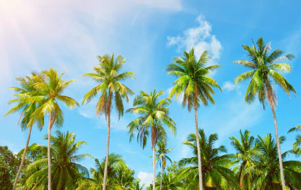 nature palm tree HD Desktop Wallpaper | Background Image