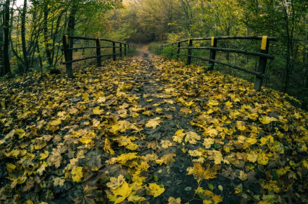 leaf fall man made path HD Desktop Wallpaper | Background Image