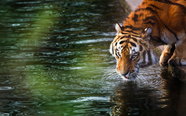 A tiger drinking water from a calm river, captured in high definition. The lush green surroundings enhance the majestic presence of the tiger. HD desktop wallpaper and background.