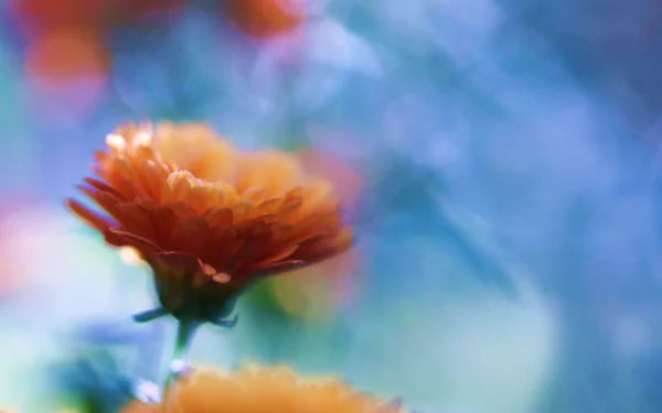 Macro shot of an orange chrysanthemum flower with bokeh background, capturing vibrant nature details in high-definition for a PC desktop wallpaper and background.