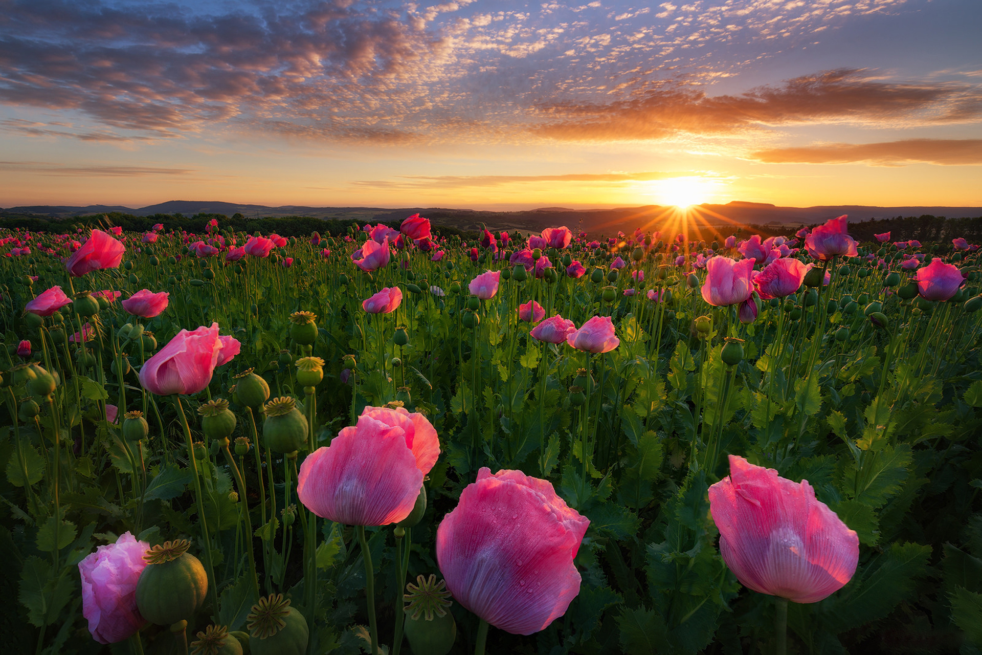 Download Sunrise Sun Sunbeam Field Nature Pink Flower Flower Poppy Hd