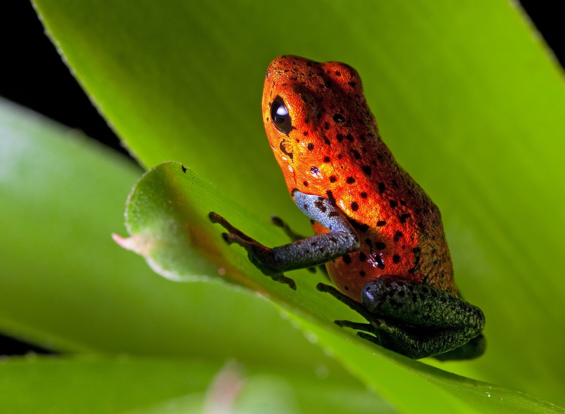 Download Animal Poison Dart Frog HD Wallpaper
