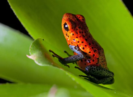 Animal Poison dart frog HD Desktop Wallpaper | Background Image