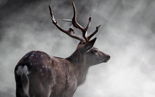 Animal Deer HD Wallpaper | Background Image