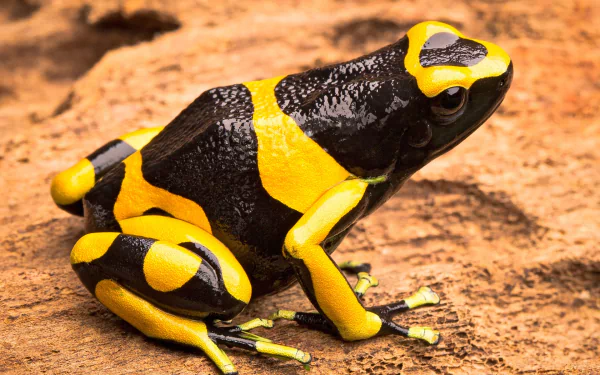 Close-up HD desktop wallpaper of a vibrant yellow and black poison dart frog resting on a brown surface, showcasing its detailed texture and striking colors.