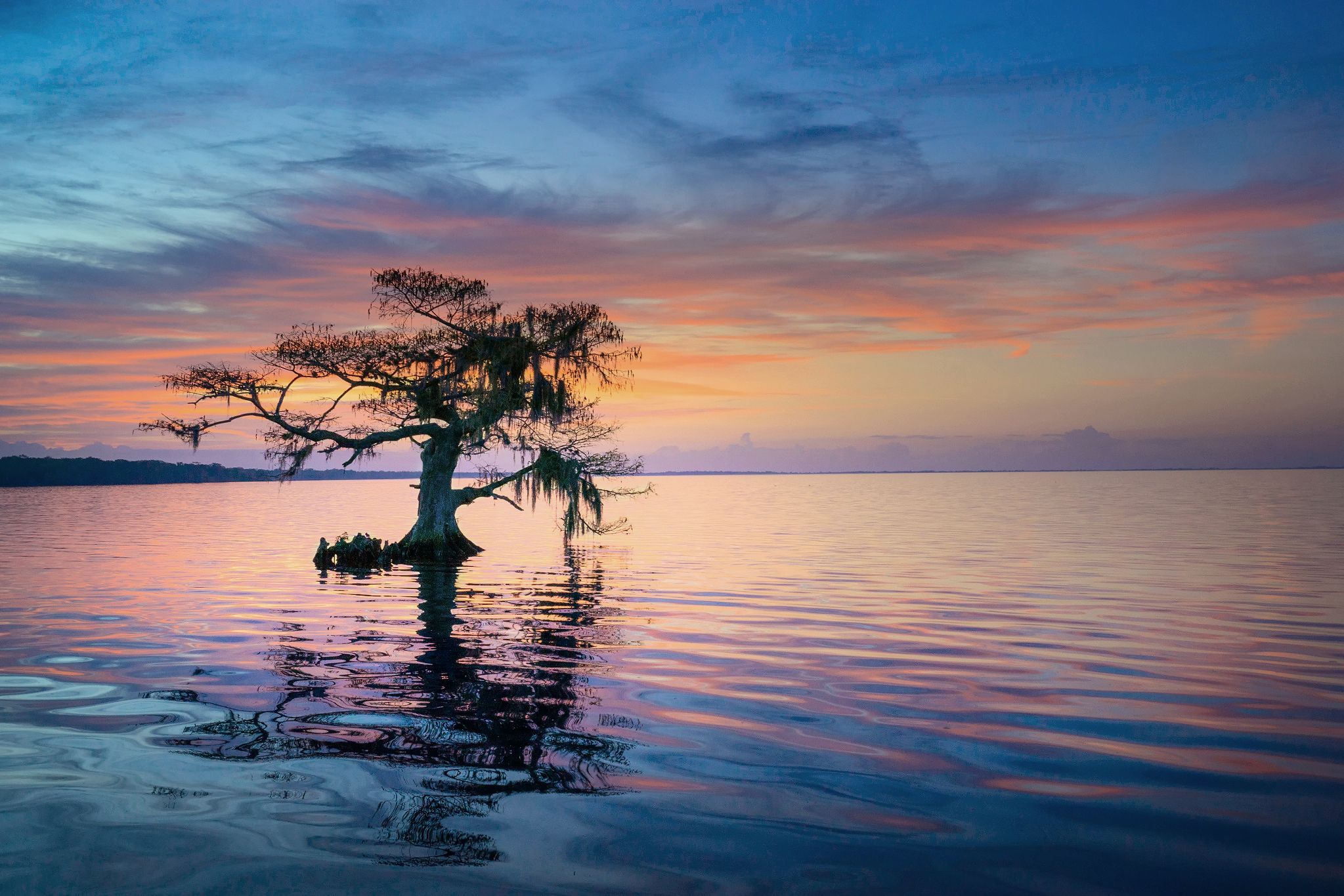 Download Lake Nature Sky Horizon Reflection Lonely Tree Tree HD Wallpaper