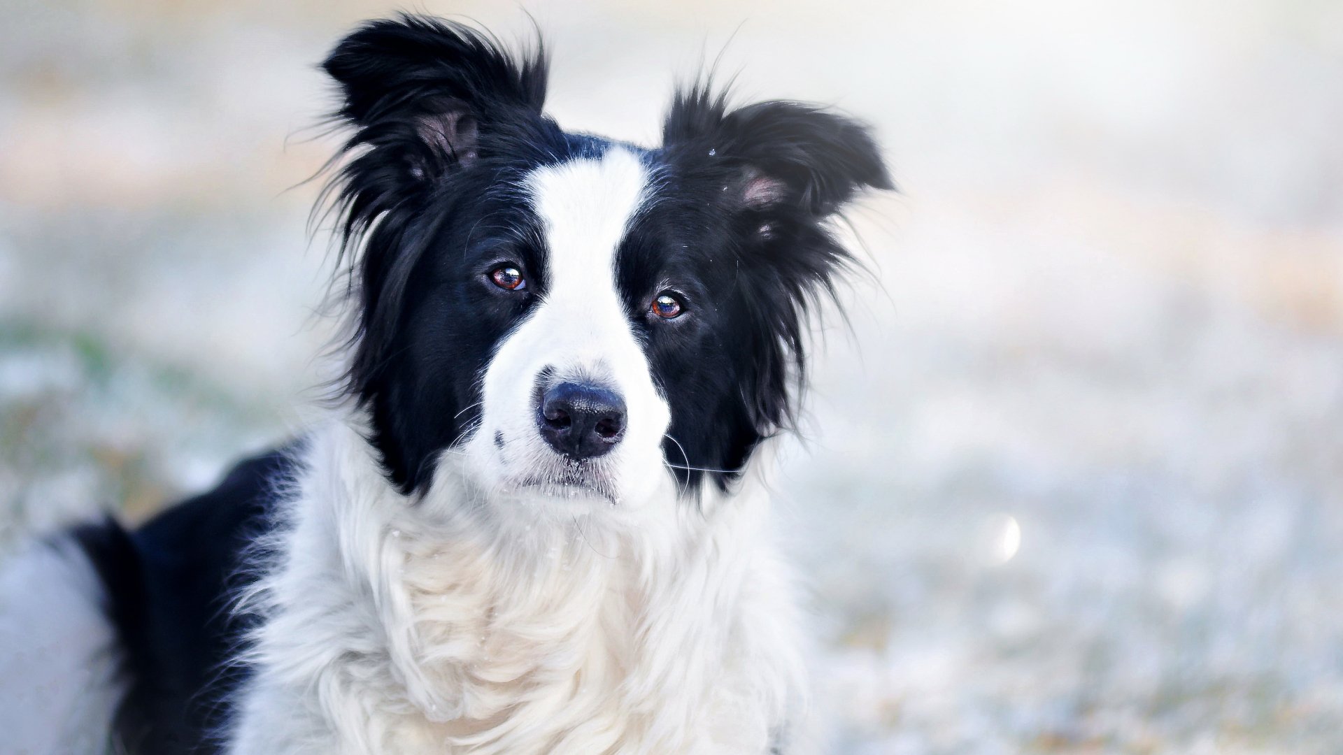 Animal Border Collie 4k Ultra HD Wallpaper