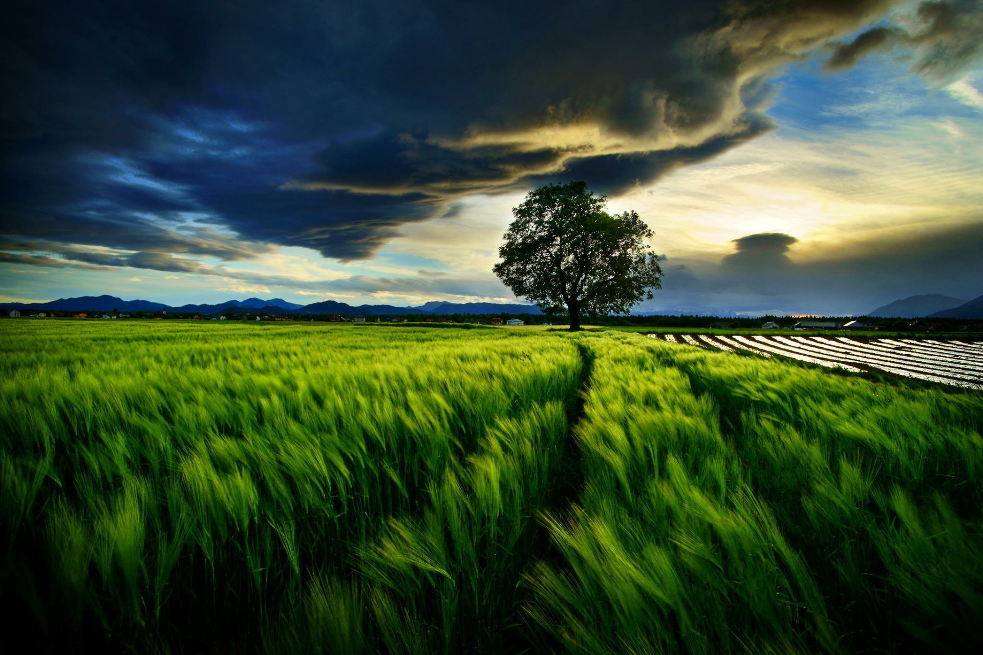 Download Cloud Lonely Tree Tree Nature Landscape Field HD Wallpaper
