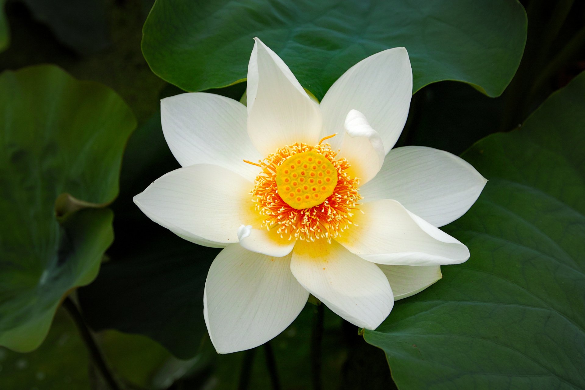 Lotus, hình nền HD: Một hình nền HD với hoa sen lotus sẽ tạo nên một không gian ấm áp và thư giãn trong căn phòng của bạn. Thiết kế chất lượng cao về hình ảnh cùng sự kết hợp hoàn hảo giữa chi tiết và màu sắc sẽ chinh phục bạn từ lần đầu tiên nhìn thấy.