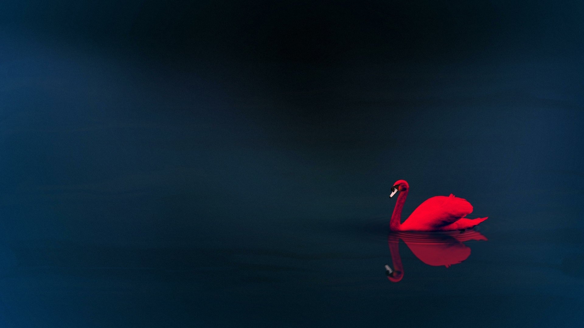 A minimalist 4K Ultra HD wallpaper featuring a striking red swan gracefully gliding across dark waters, creating a serene and elegant atmosphere.