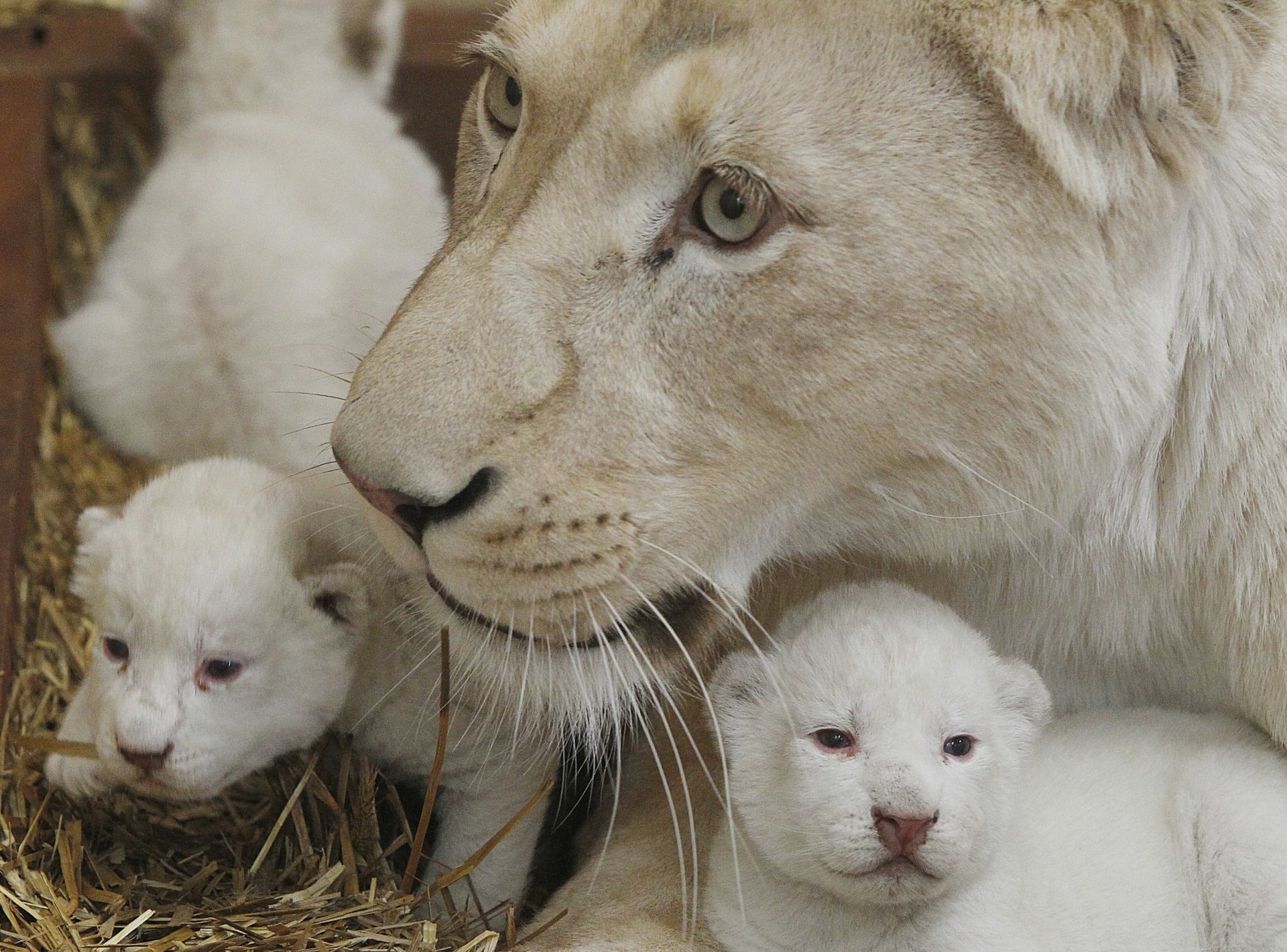 2K Quad HD PC desktop wallpaper: close-up of a white lioness with two white cubs nestled in straw.