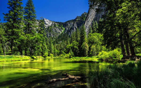 HD desktop wallpaper of a tranquil green lake surrounded by dense forest, with towering mountains in the background under a clear blue sky. This serene landscape is from Yosemite National Park in California.