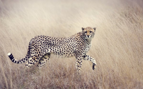 Animal Cheetah Cats HD Wallpaper | Background Image