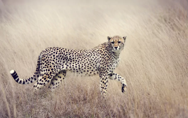 A 4K Ultra HD desktop wallpaper featuring a cheetah standing in dry grass, showcasing its spotted fur and sleek body in natural light.