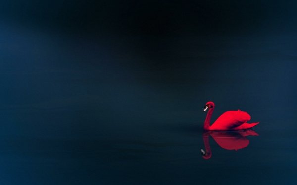 Animal Swan Birds Swans Red Minimalist HD Wallpaper | Background Image