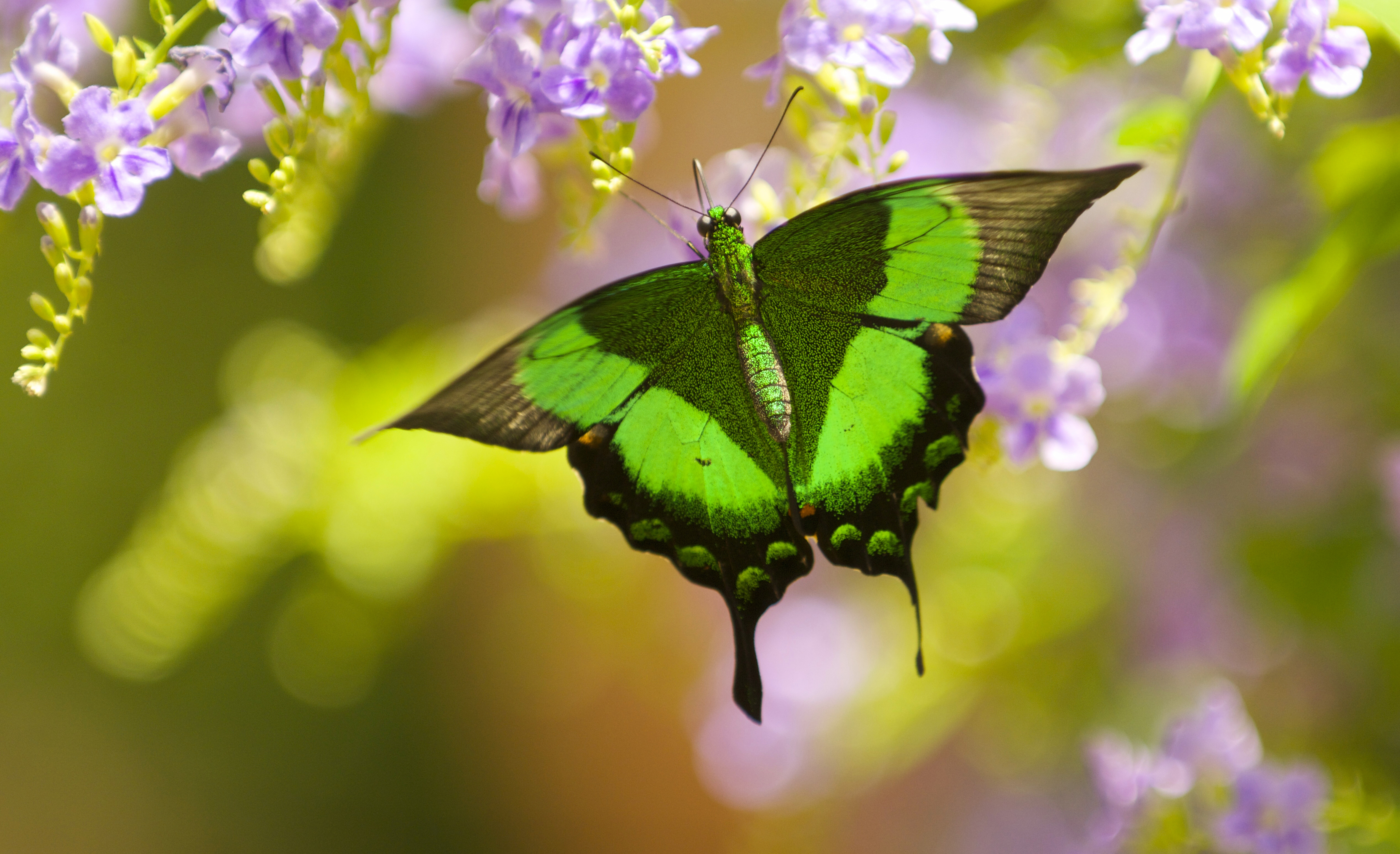 Желто зеленая бабочка. Парусник Палинур. Палинурус бабочка. Красивые бабочки. Яркие бабочки.