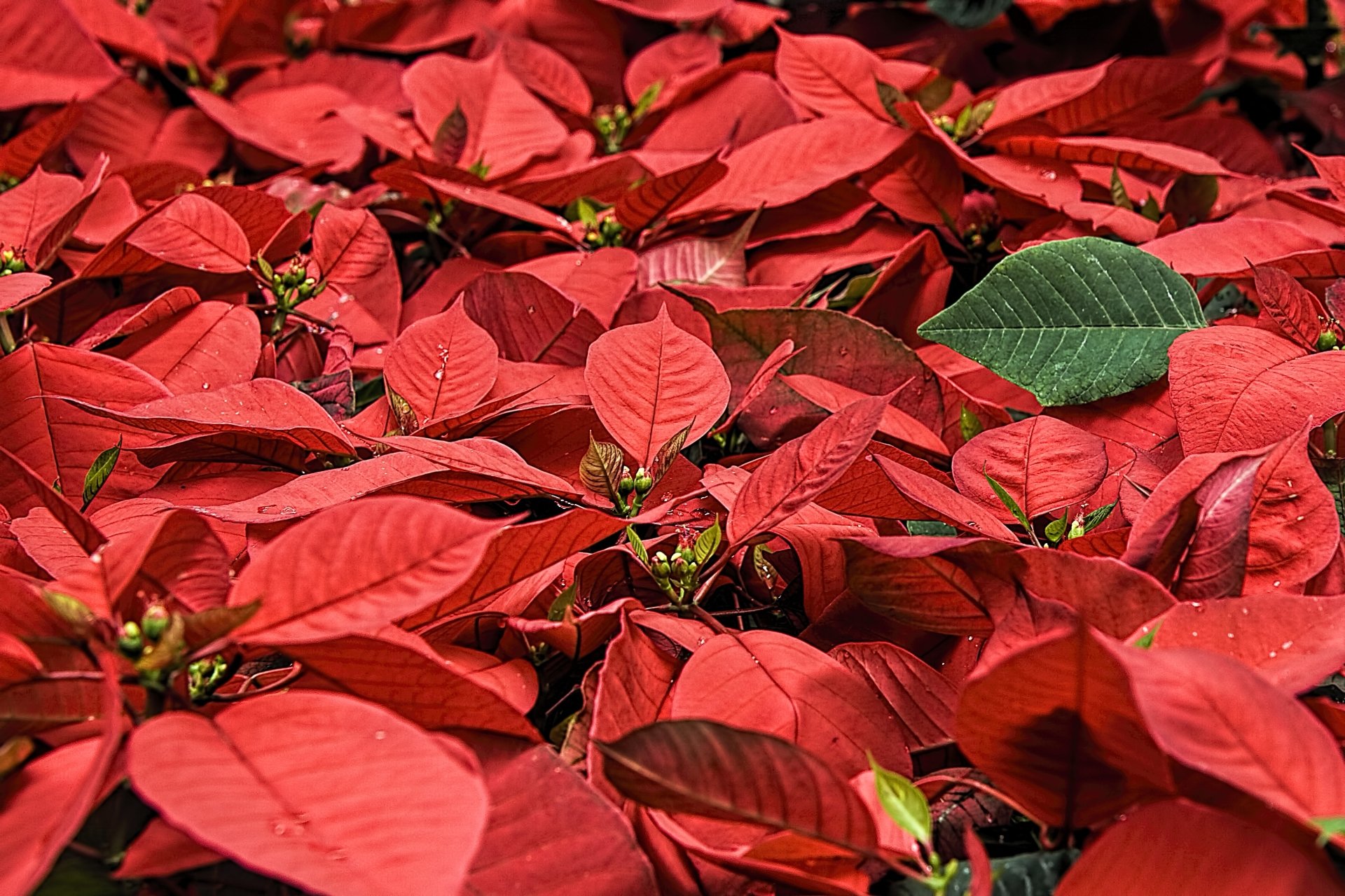 Download Leaf Nature Poinsettia 4k Ultra HD Wallpaper by stevepb