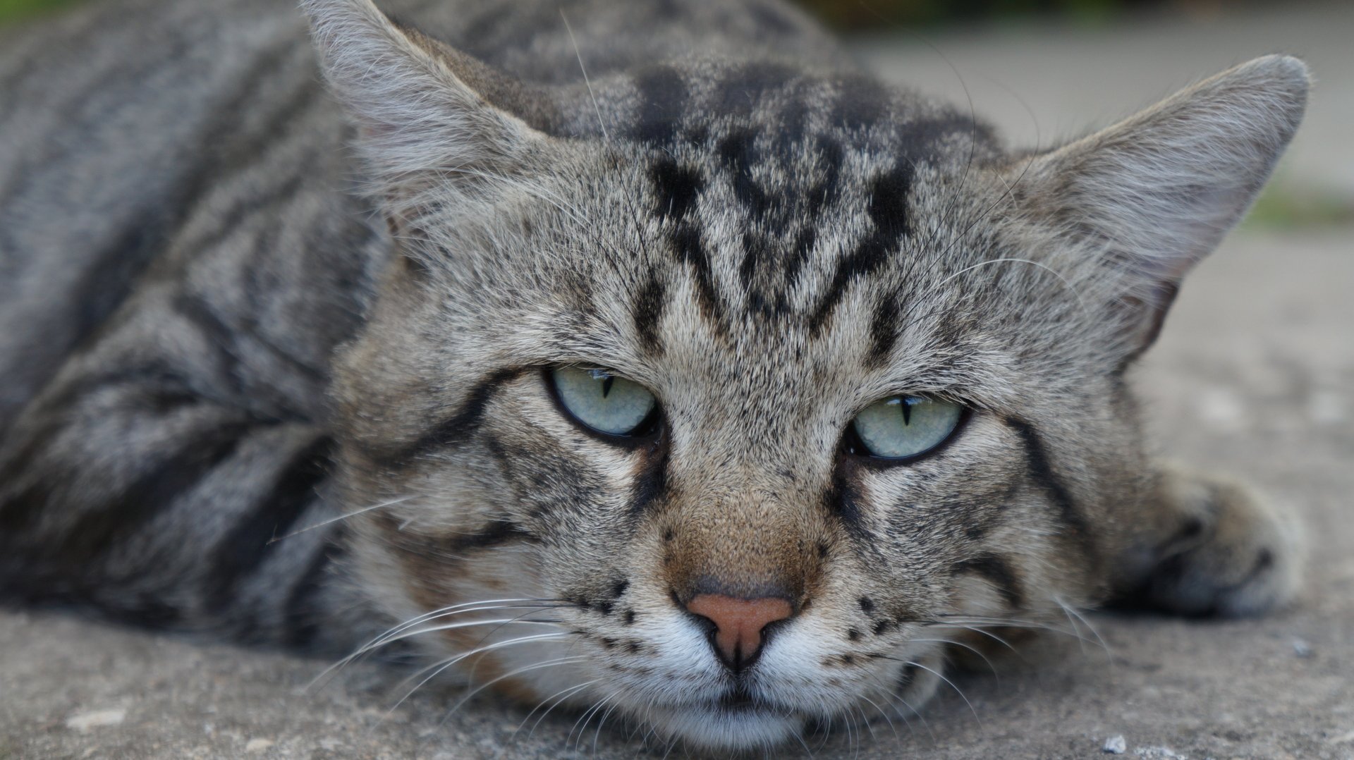 Close-up of a gray tabby cat with green eyes lying down, captured in sharp detail as a 4K Ultra HD PC desktop wallpaper and background.