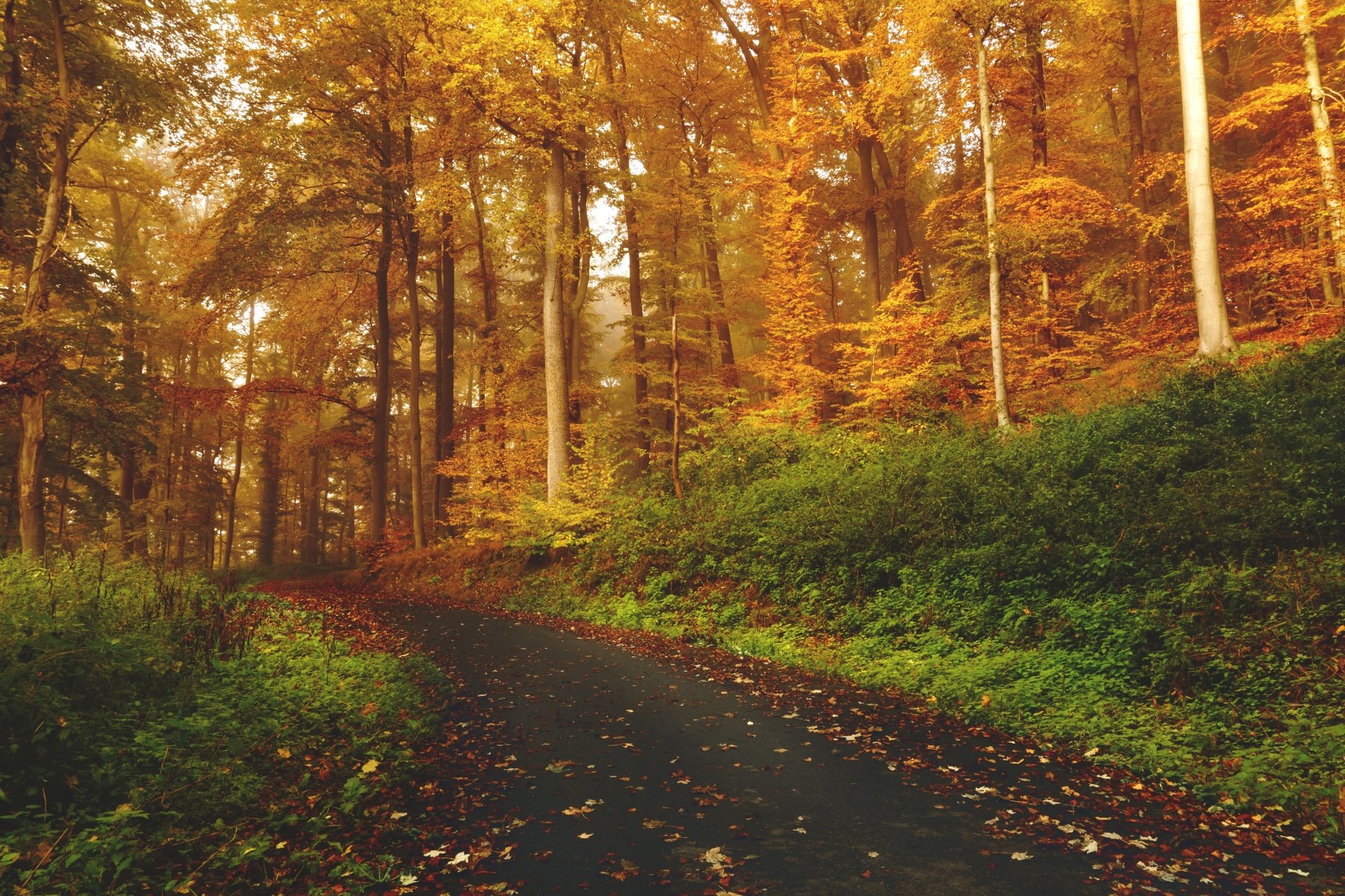 Autumn Road Through the Forest – 4K Ultra HD Fall Path Wallpaper ...