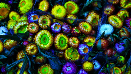  Illuminate Flowers