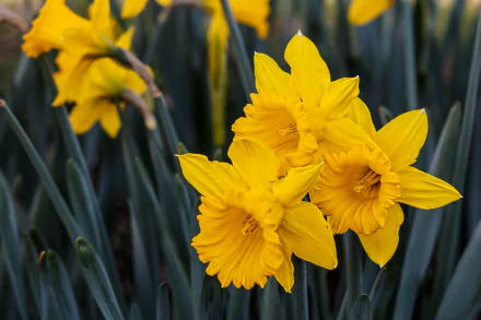 Bright yellow daffodil flowers in full bloom amidst green foliage, captured in vivid 4K Ultra HD as a nature-inspired PC desktop wallpaper and background.