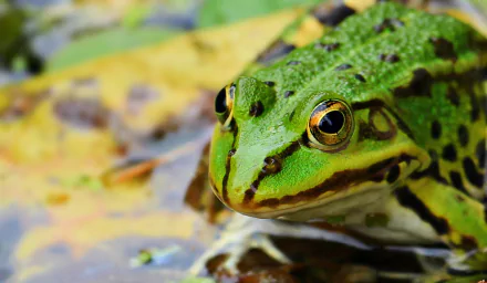 HD PC desktop wallpaper background featuring a close-up animal: a vivid green frog with yellow-ringed eyes resting on wet leaves, showing detailed textures and bright colors.