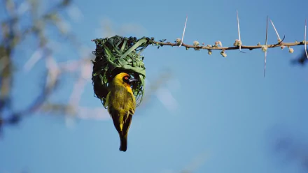 HD desktop wallpaper featuring a vibrant weaver bird weaving its nest on a thorny branch against a clear blue sky.