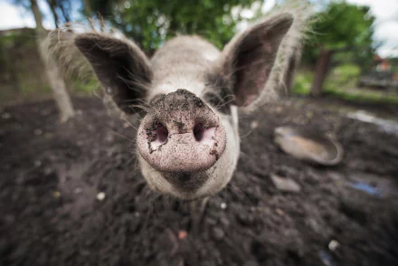 A close-up of a pig in a muddy environment, showcasing its textured snout and expressive eyes, serves as a charming HD PC desktop wallpaper and background.