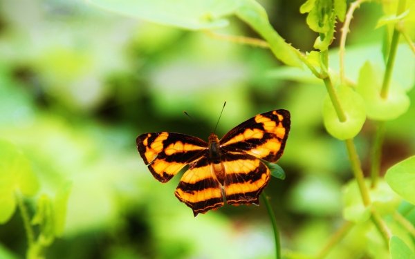Animal Butterfly Insects Insect Blur Plant HD Wallpaper | Background Image